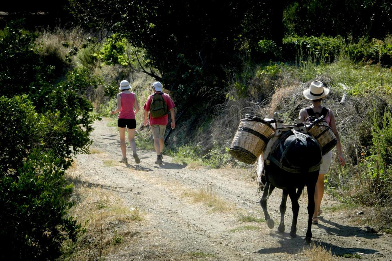 Enagron Ecotourism Village Axos ภายนอก รูปภาพ